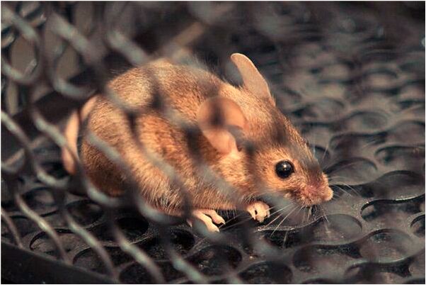 夢到了失去聯繫多年的好友及家人會是什麼預兆_周公解夢官網