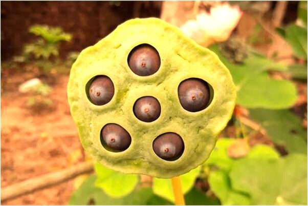 夢見手機爛掉了啥意思_周公解夢官網