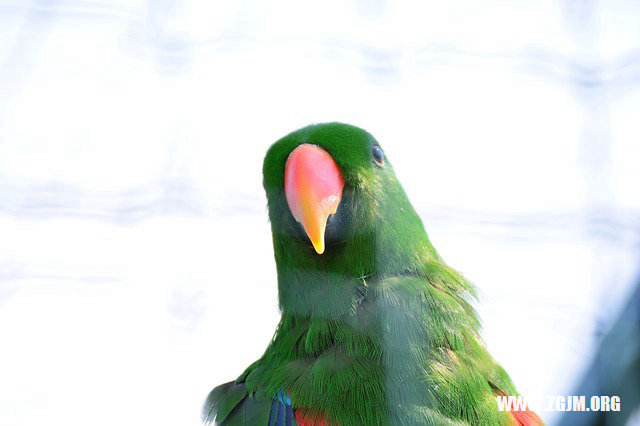 夢見老是窗子我們有鬼_周公解夢夢到老是窗子我們有鬼是什麼意思_做夢夢見老是窗子我們有鬼好不好_周公解夢官網