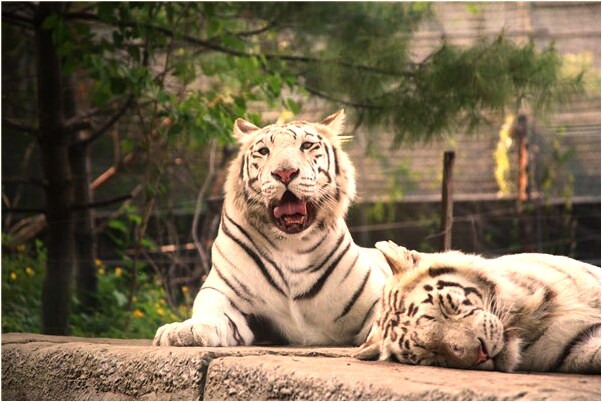 夢到和女人約會做愛未成功什麼預兆_周公解夢官網