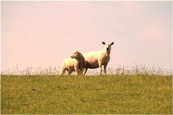 夢到馬桶水溢出來會是什麼預兆_周公解夢官網