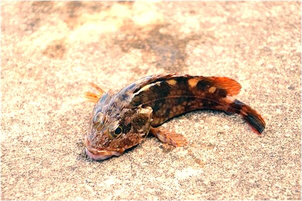 夢見女兒在家放火會是什麼預兆_周公解夢官網