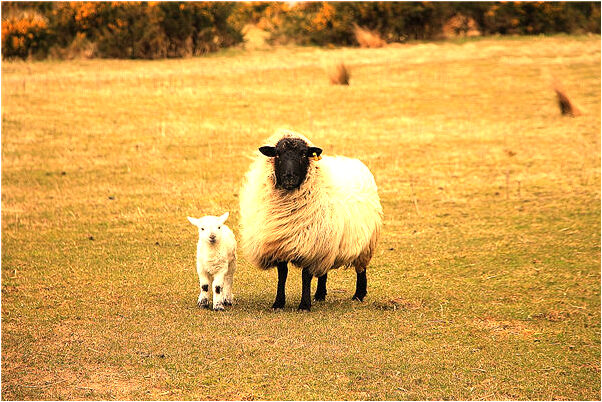 夢見要進殯儀館意味著什麼_周公解夢官網