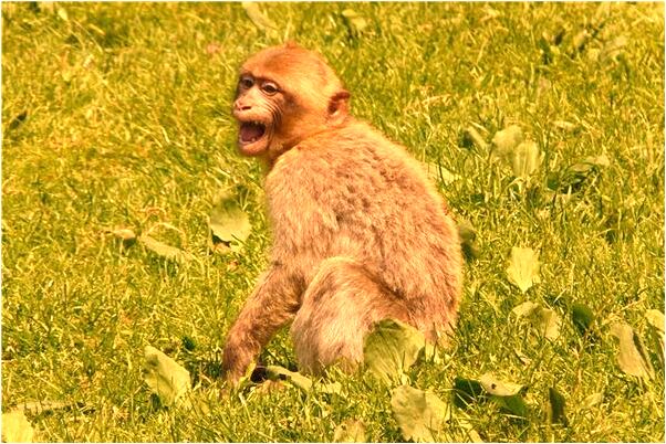 夢到了收到別人給的爛蘋果會有什麼預兆_周公解夢官網