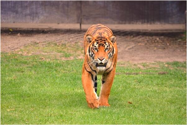 夢到了送白麵粉是好是壞_周公解夢官網