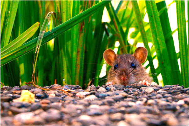 夢見死去的親人有一次將要死亡會怎么樣_周公解夢官網