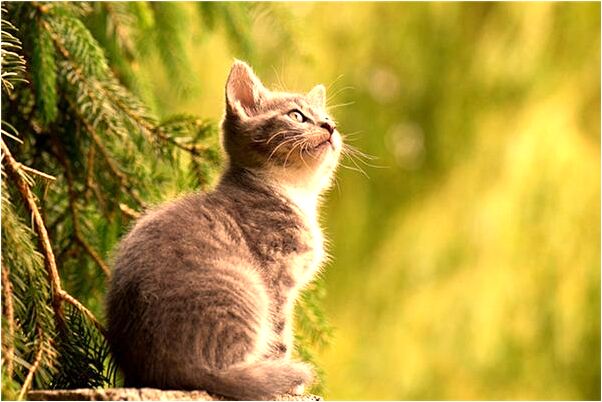 夢見偷很多死人的金子怎么回事_周公解夢官網