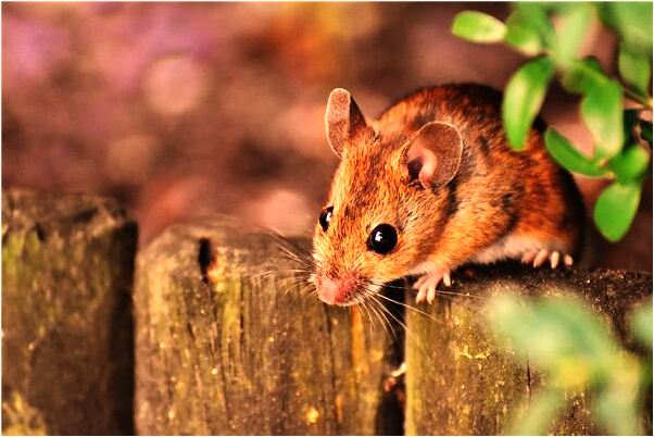 夢見綠豆豌豆有什麼意義嗎_周公解夢官網