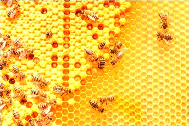 夢見房子有屎尿有什麼預兆_周公解夢官網