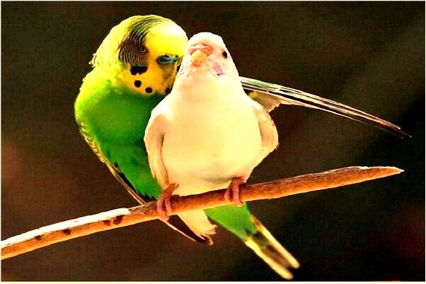 夢見孩子從樓梯縫摔下去預兆了什麼嗎_周公解夢官網