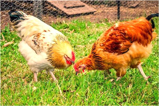 夢到了猴子從我屁股底下跑是什麼徵兆_周公解夢官網