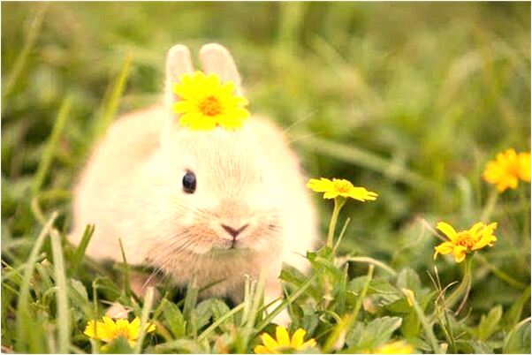 夢到黑色的貓眼是好事還是壞事_周公解夢官網