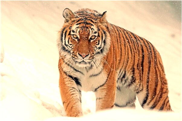 夢到有美女警察幫忙有什麼說法_周公解夢官網