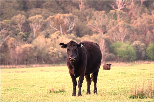 夢見踏死青蛙會有什麼預兆_周公解夢官網