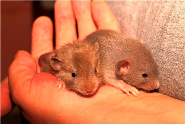 夢到同事住院意味著什麼_周公解夢官網