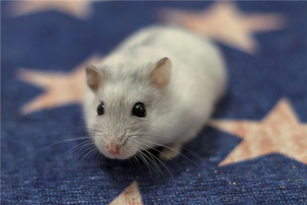 2008年4月屬鼠的性格特徵_十二生肖