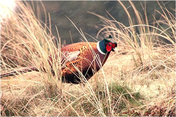 夢到了腳後跟有很厚的髒東西有什麼說法_周公解夢官網