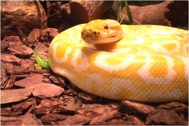 夢到了溝谷里有粉紫色的花是什麼預兆？_周公解夢官網