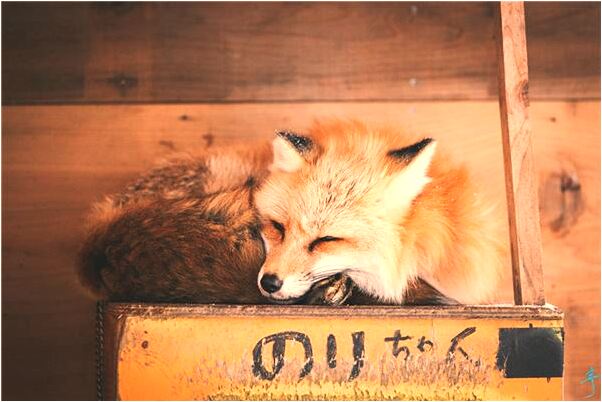 夢見小雞雞被女人割了有什麼徵兆_周公解夢官網