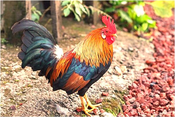 夢到了做錯事被領導抓住有什麼預示嗎_周公解夢官網