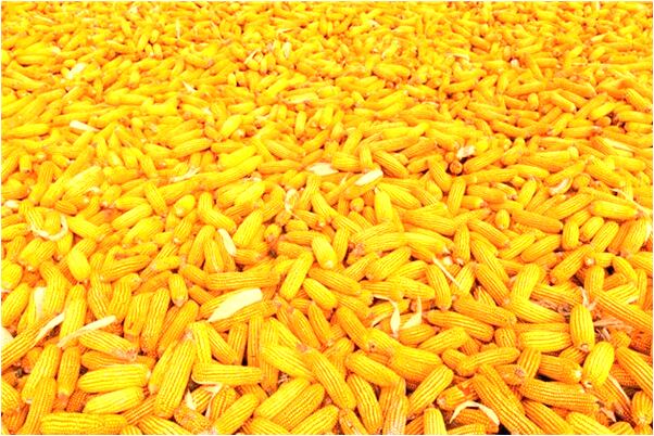 夢見能見自己七竅流血暈倒是什麼徵兆_周公解夢官網