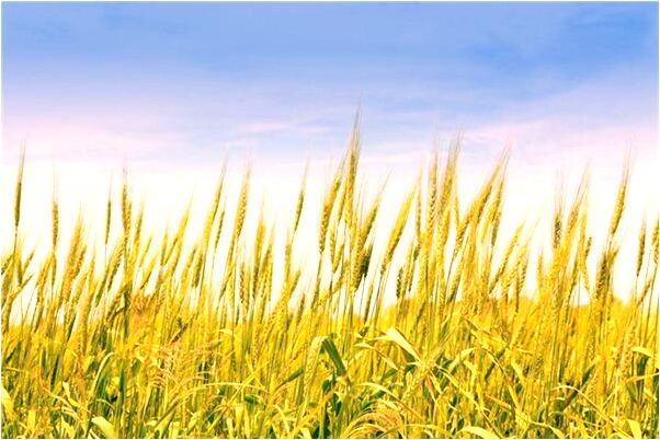 夢到了爸爸的墓碑倒了是好事還是壞事_周公解夢官網