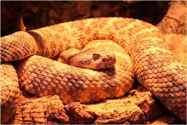 夢見和爺爺吵架我哭了預兆了什麼嗎_周公解夢官網