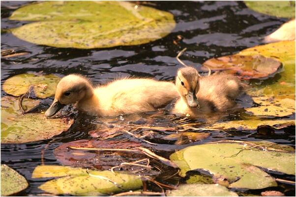 夢見經常追求暗戀對象是啥預兆_周公解夢官網