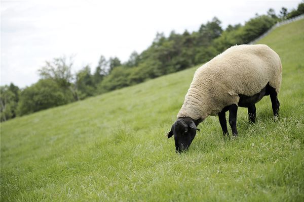 屬羊的女人性格_十二生肖