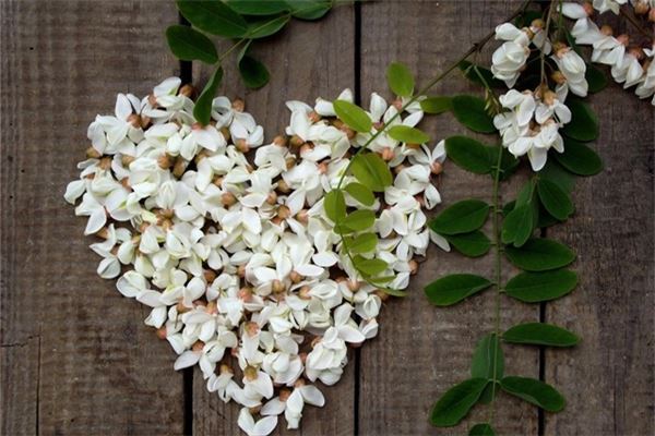 夢見洋槐花是什麼意思_周公解夢