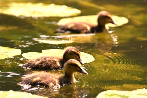 夢到很多蛇洞出來一條蛇意味著什麼_周公解夢官網