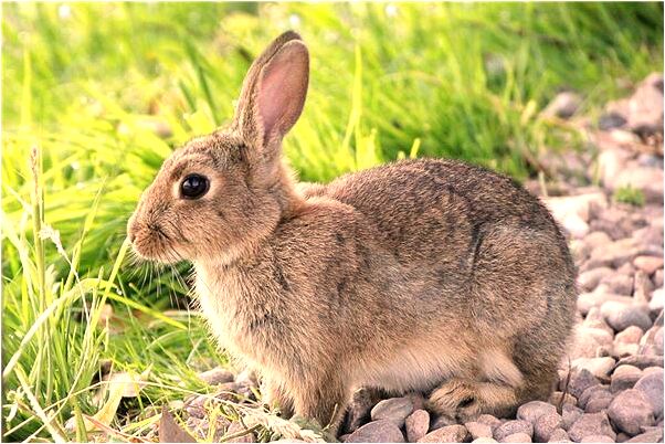 夢到了家裡破產預示什麼_周公解夢官網