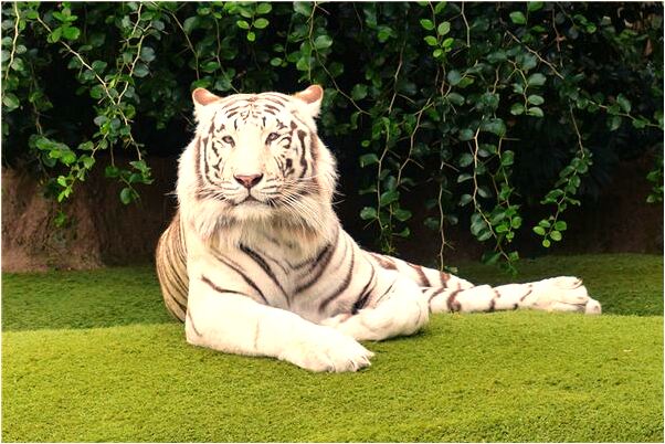 夢到以前的院牆倒了預示著什麼_周公解夢官網