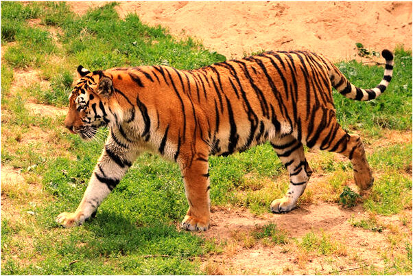 夢到一小一大的白貓爬起來了意味著什麼_周公解夢官網