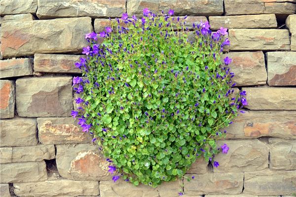 夢到了桔梗有什麼意思_周公解夢