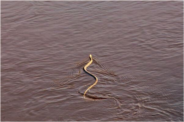 夢見愛人甩了我跟別人結婚有什麼含義_周公解夢官網
