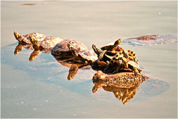 夢到了別人養了好多老鼠有什麼說法_周公解夢官網