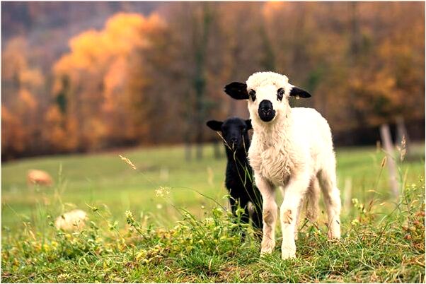 夢見初戀女友是什麼兆頭_周公解夢官網