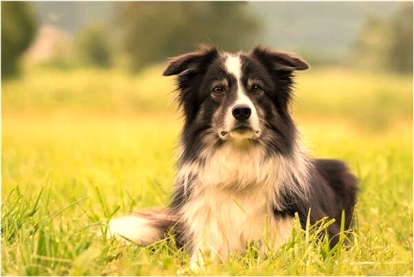 夢到世外的小島是怎么回事_周公解夢官網