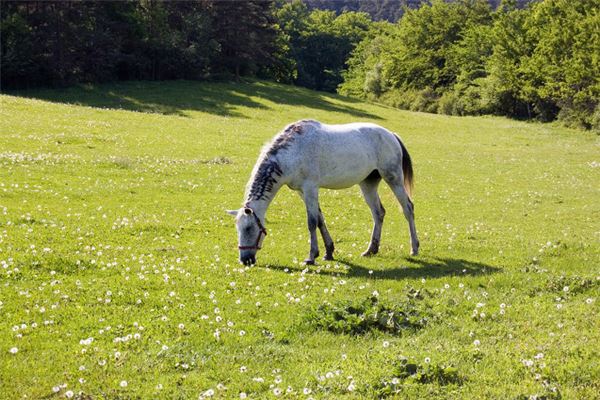 1966年屬馬2021年害太歲運勢如何 56歲牛年犯太歲如何化解劫難_十二生肖