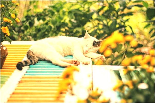 夢見見美女兩隻大腳指有什麼預示嗎_周公解夢官網