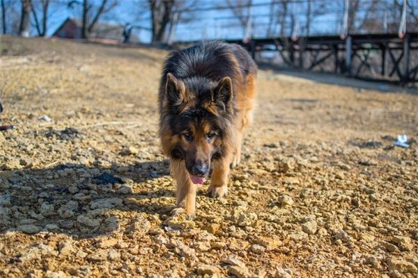 狗年生人運程如何_十二生肖