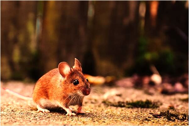 夢到別人爬倒牆頭和屋是凶兆還是吉兆_周公解夢官網