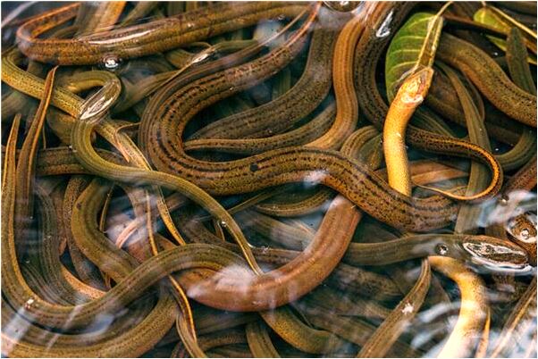 夢到了我爬梯子梯子壞了就下來是什麼意思？_周公解夢官網