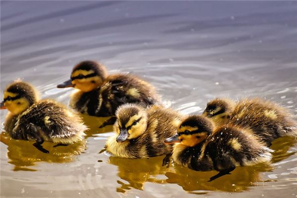 夢到很多小鴨子預示了什麼_周公解夢