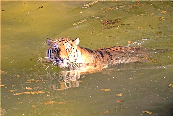 夢見很多母雞窩趴窩意味什麼_周公解夢官網