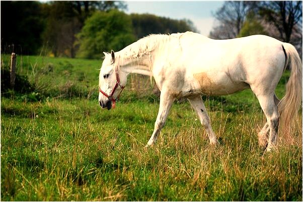 夢見維護已去世的爺爺有什麼預示嗎_周公解夢官網