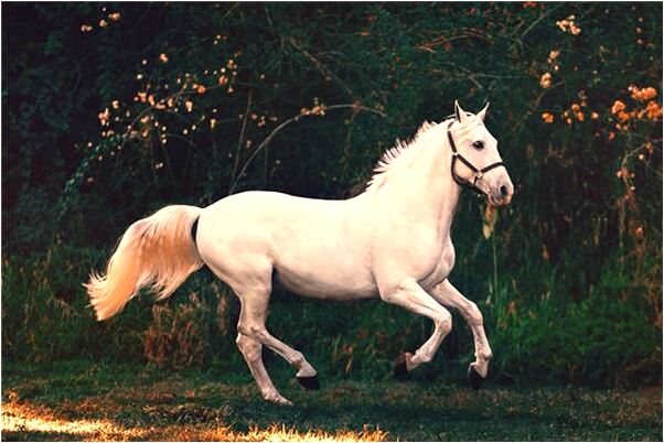 夢到了找公交是不是好的徵兆呢_周公解夢官網