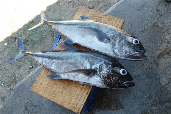 夢到下水捉魚代表著什麼？_周公解夢