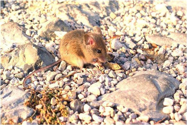 夢到養了三匹馬是不是好的徵兆呢_周公解夢官網